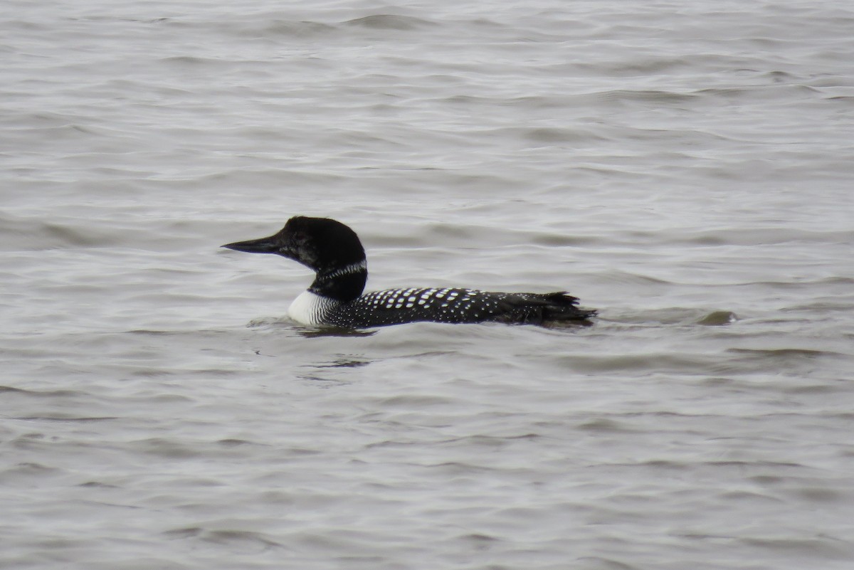 Common Loon - Patricia and Richard Williams