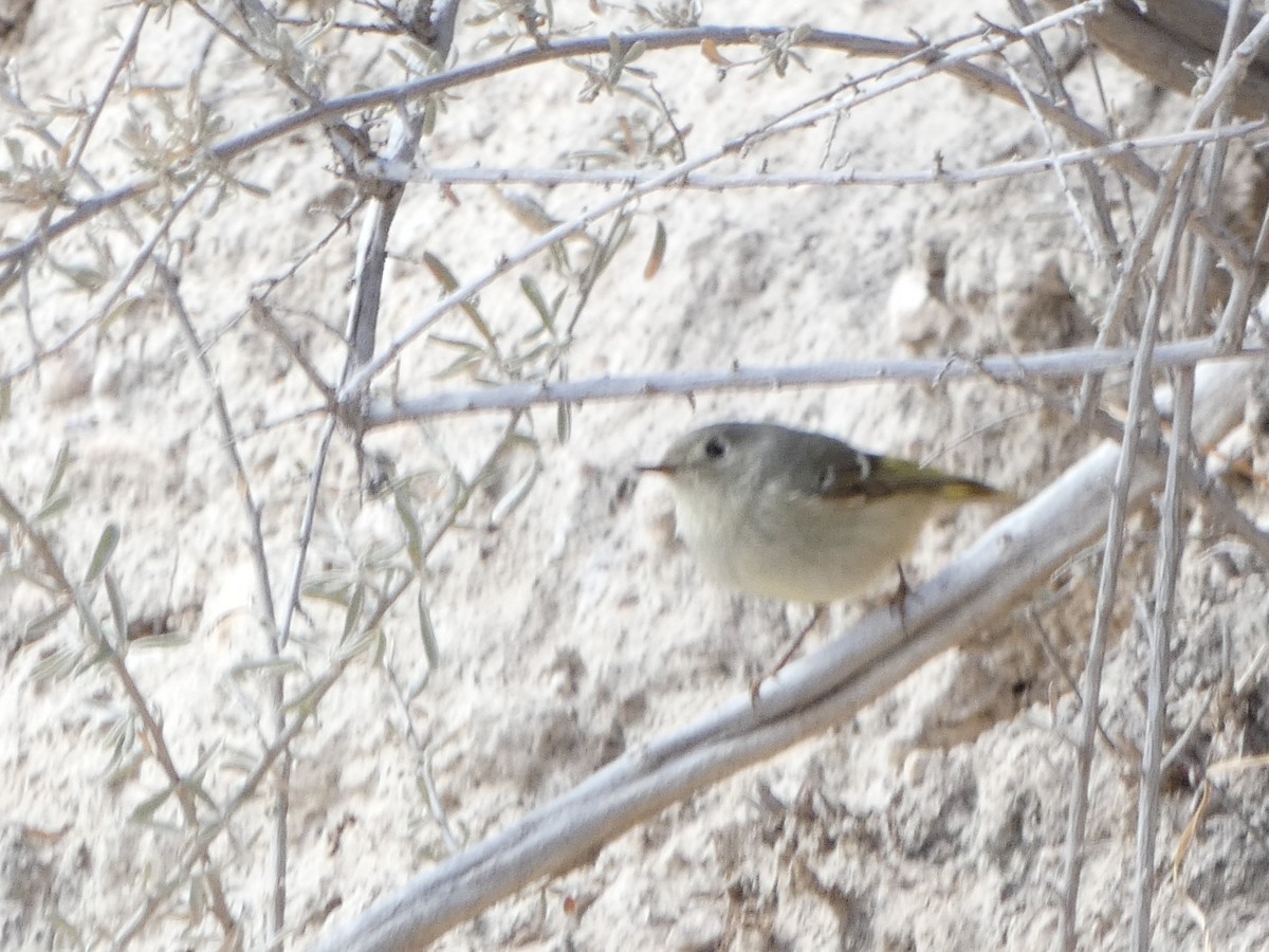 Ruby-crowned Kinglet - Christopher Rustay
