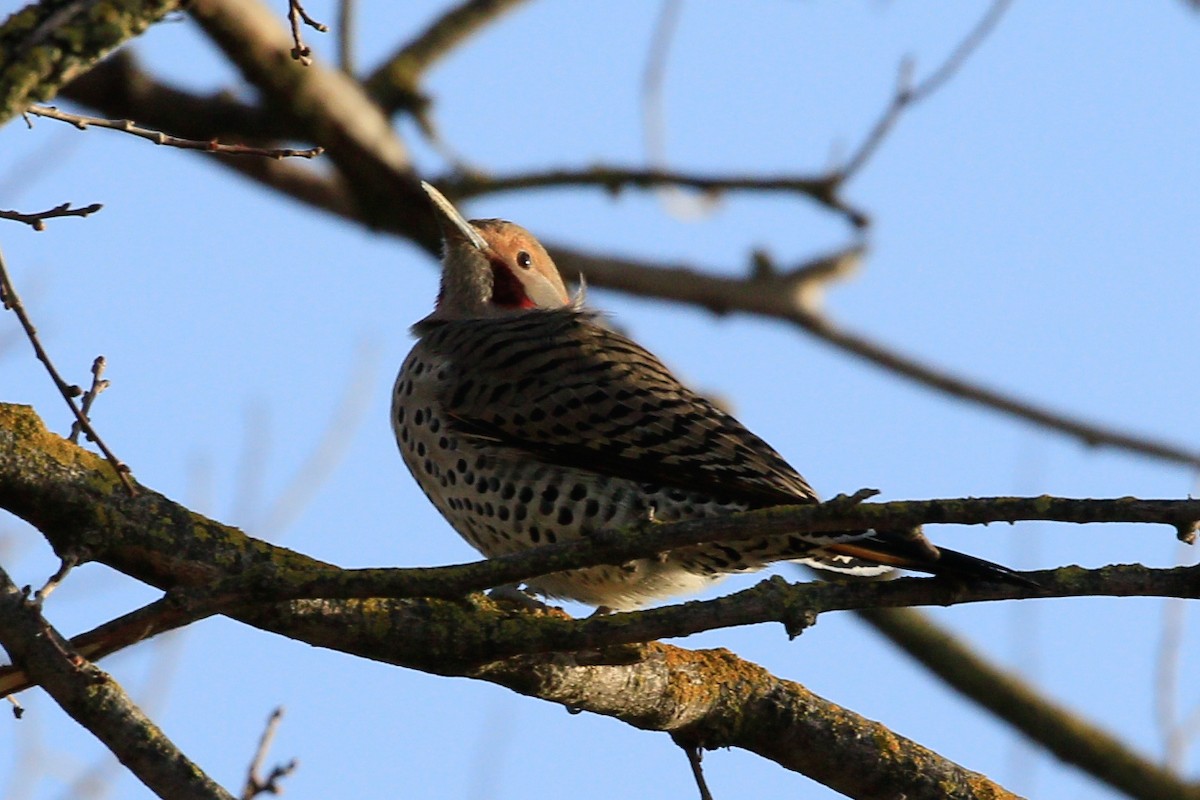 Northern Flicker (Yellow-shafted x Red-shafted) - ML536731681