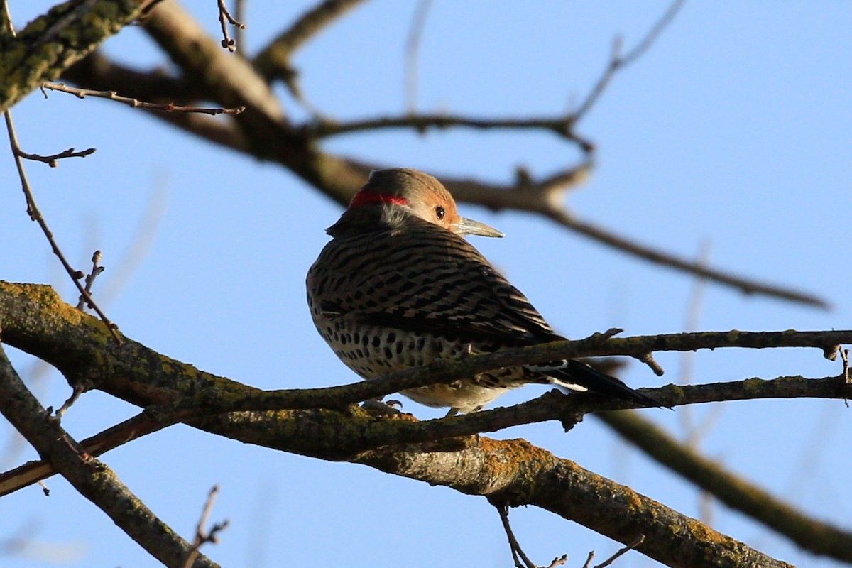 Northern Flicker (Yellow-shafted x Red-shafted) - ML536731721