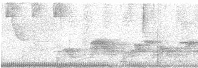 Troglodyte à poitrine grise (leucophrys/boliviana) - ML536731731