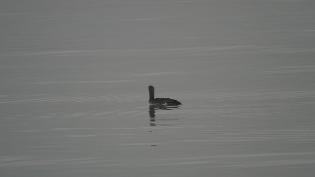 Red-throated Loon - ML536732461