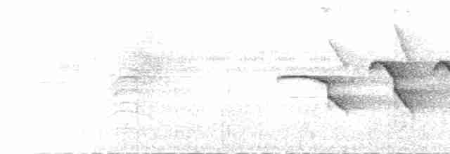  - Russet Antshrike (Tawny)