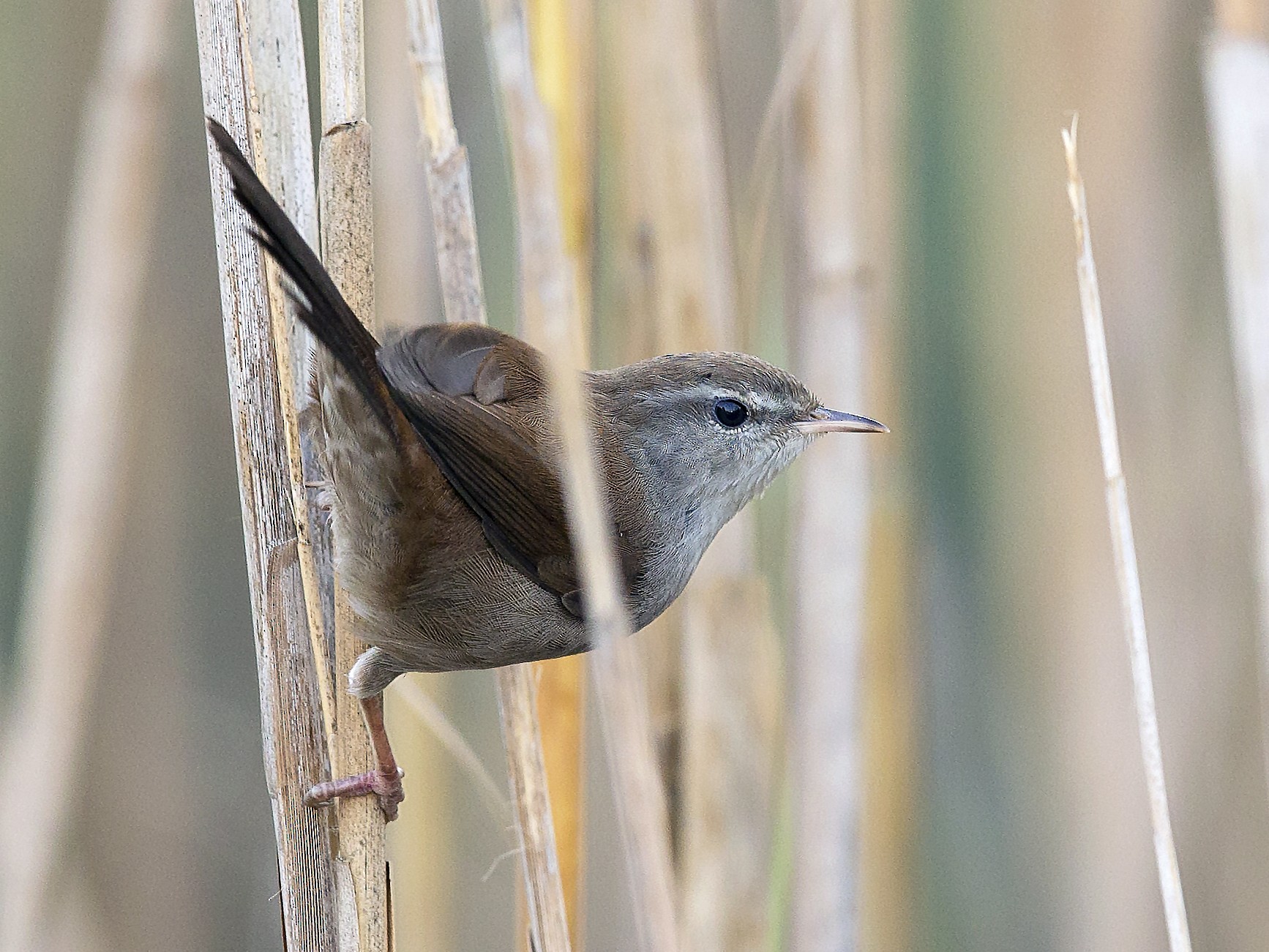 Cetti's Warbler - Omar alshaheen