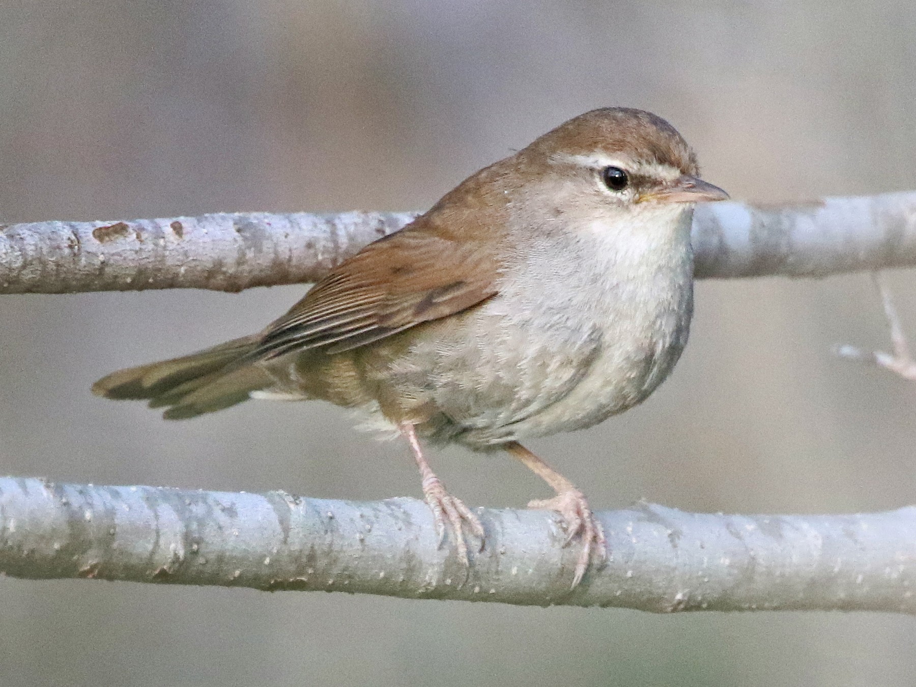 Cetti's Warbler - Daniel Jauvin