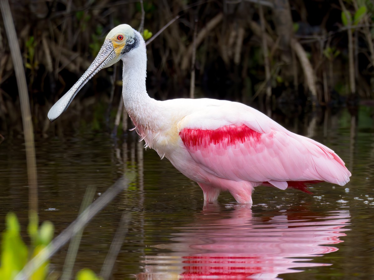 Roseate Spoonbill - ML536740321