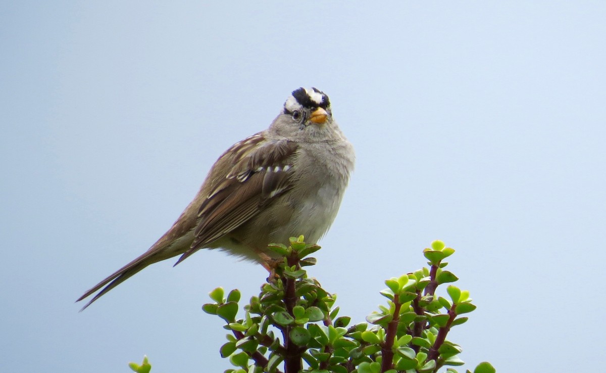 White-crowned Sparrow (Gambel's) - Daniel S.