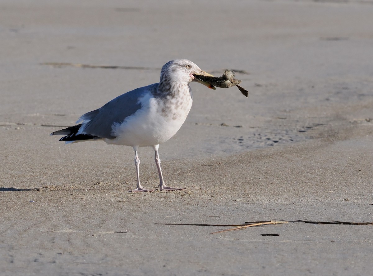 Herring Gull - ML536748561