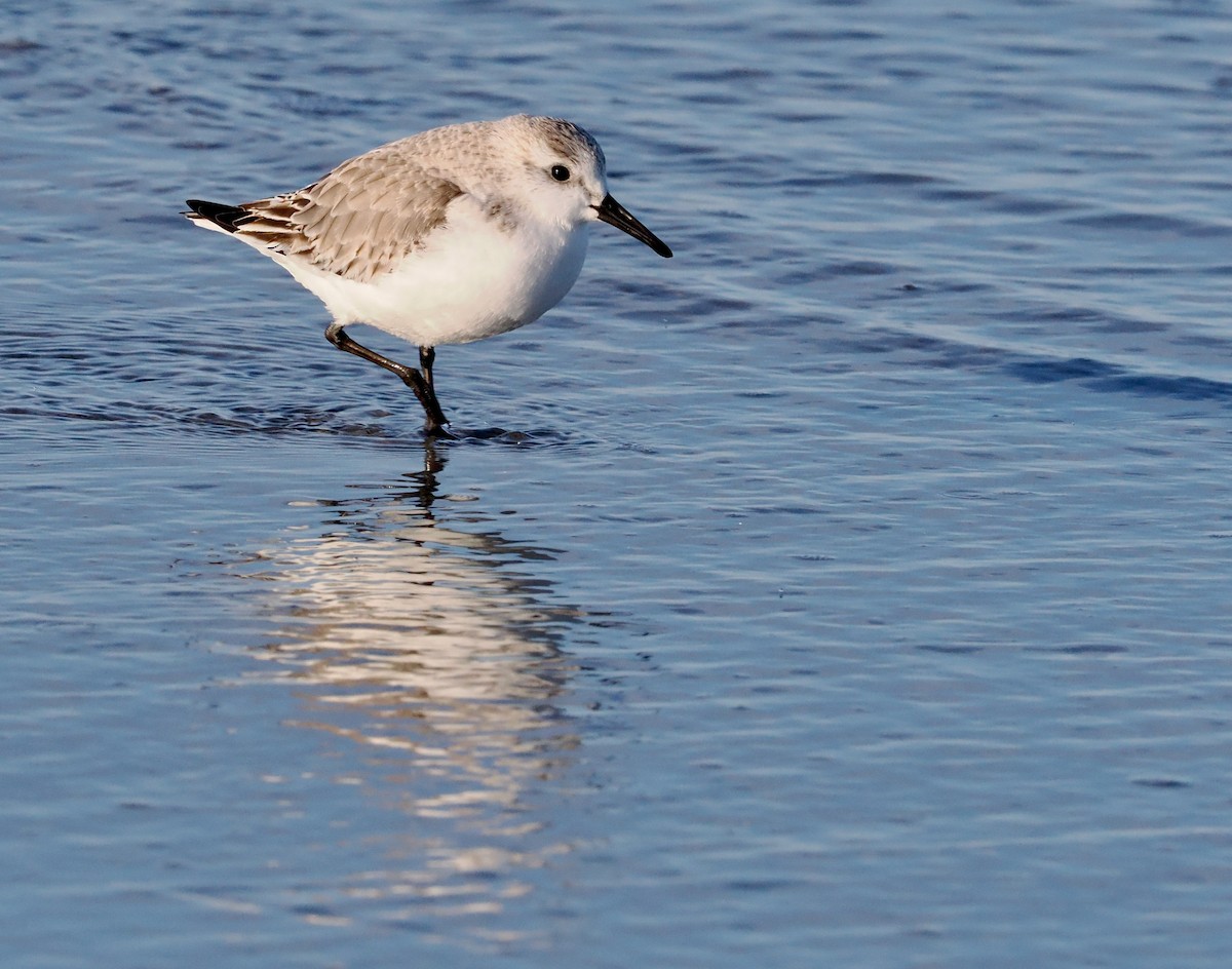 Sanderling - ML536749061