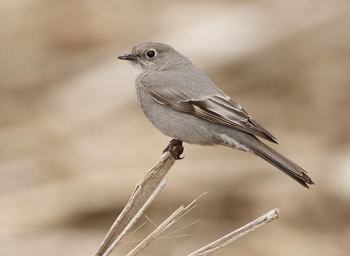 Townsend's Solitaire - ML53674941