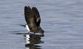  - Wilson's Storm-Petrel