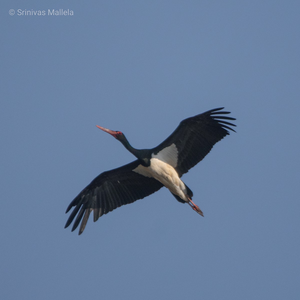 Black Stork - ML536764481