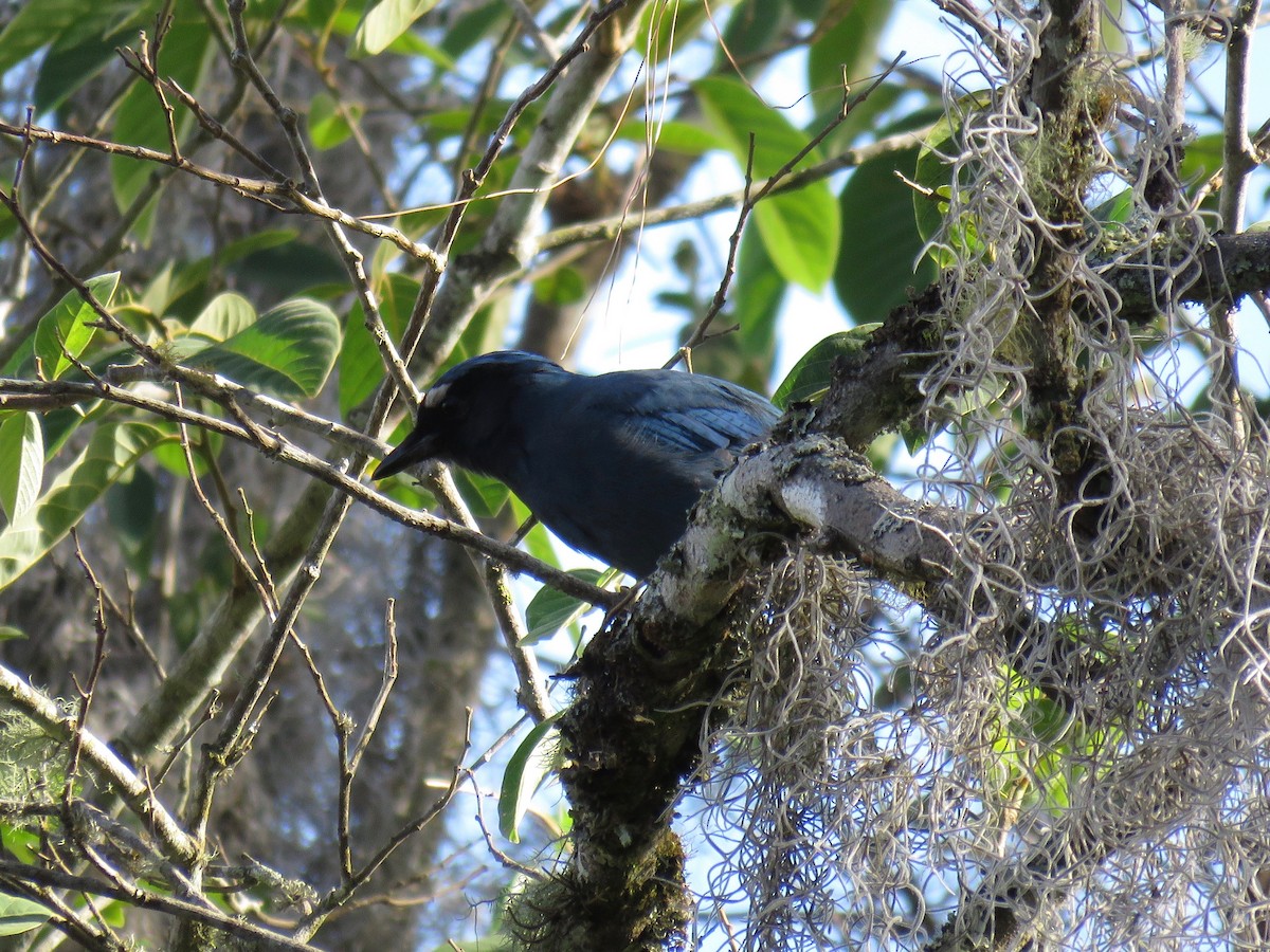 Steller's Jay (Middle American) - ML53676831