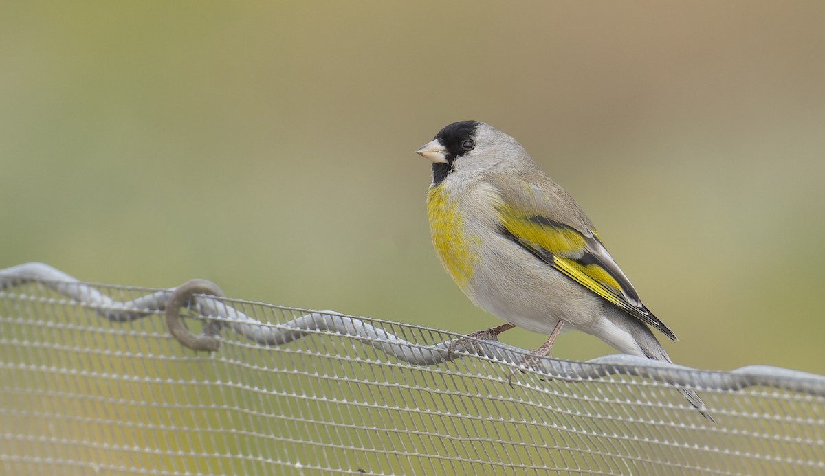 Lawrence's Goldfinch - Marky Mutchler