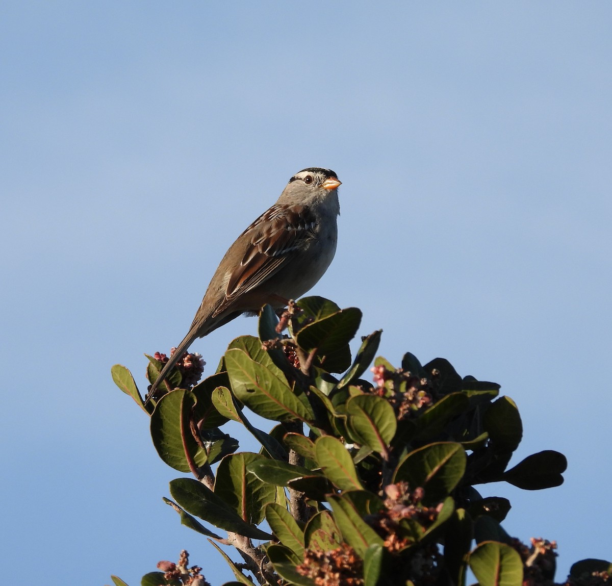 White-crowned Sparrow - ML536772481