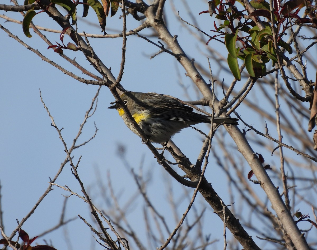 Yellow-rumped Warbler - hola avis
