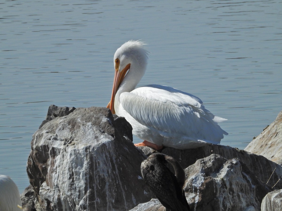pelikán severoamerický - ML536773811