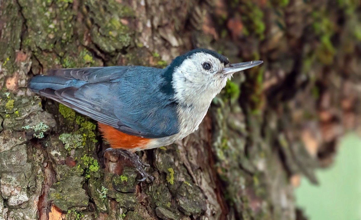 White-cheeked Nuthatch - ML536785261