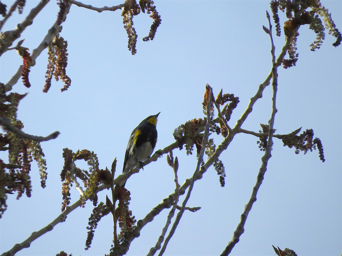 Yellow-rumped Warbler (Audubon's) - ML53678671
