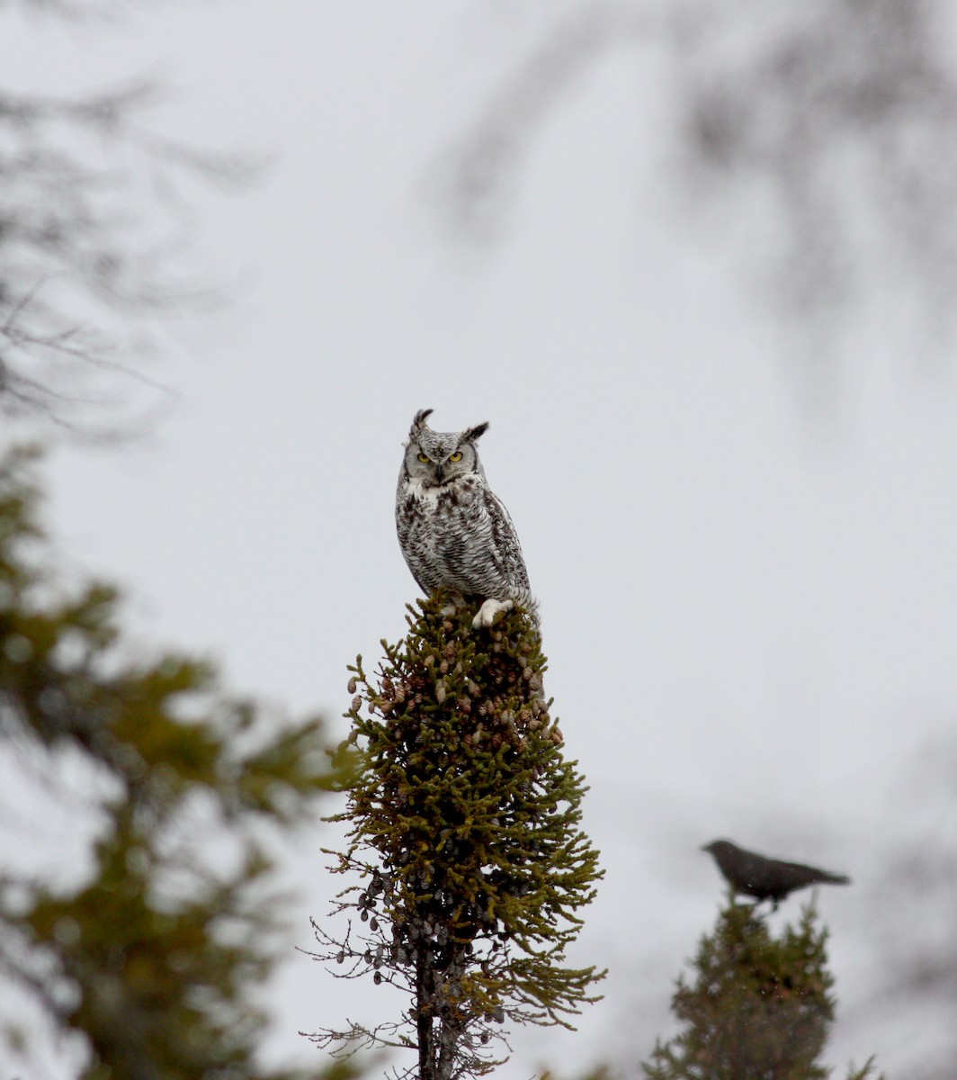 Great Horned Owl - Jay McGowan