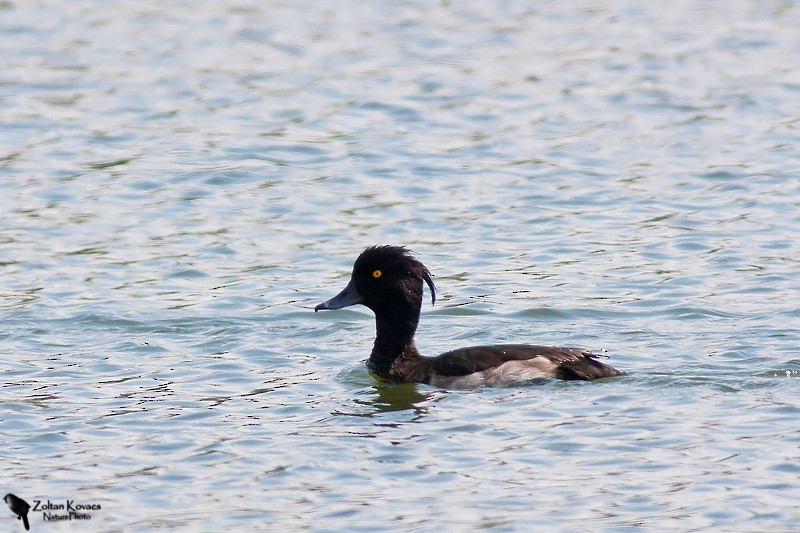 Tufted Duck - ML536791761