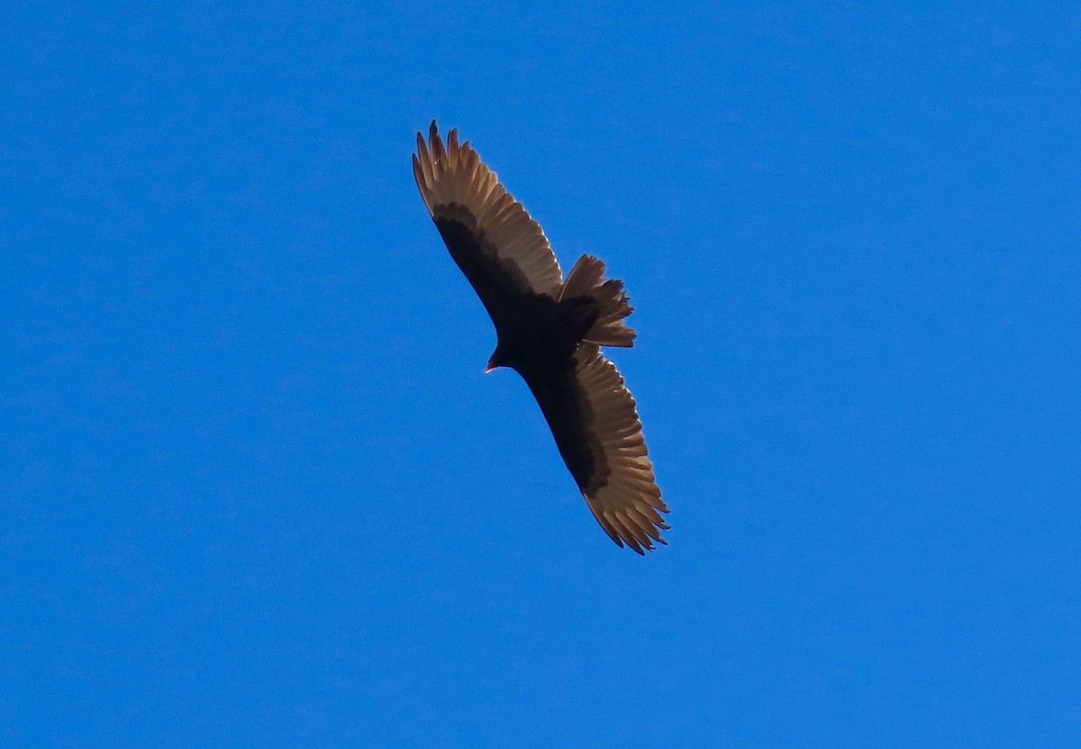 Turkey Vulture - ML536794351
