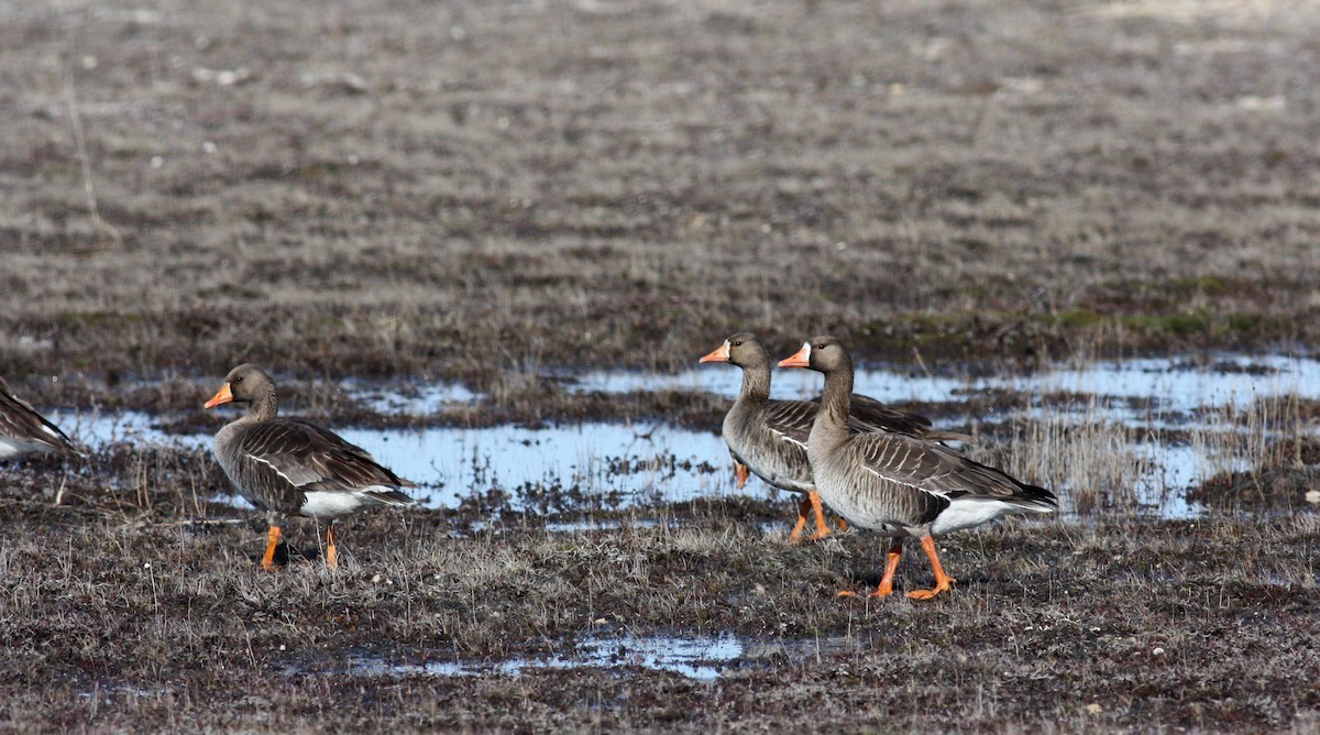 Greater White-fronted Goose - Jay McGowan