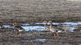 Greater White-fronted Goose, ML53679631
