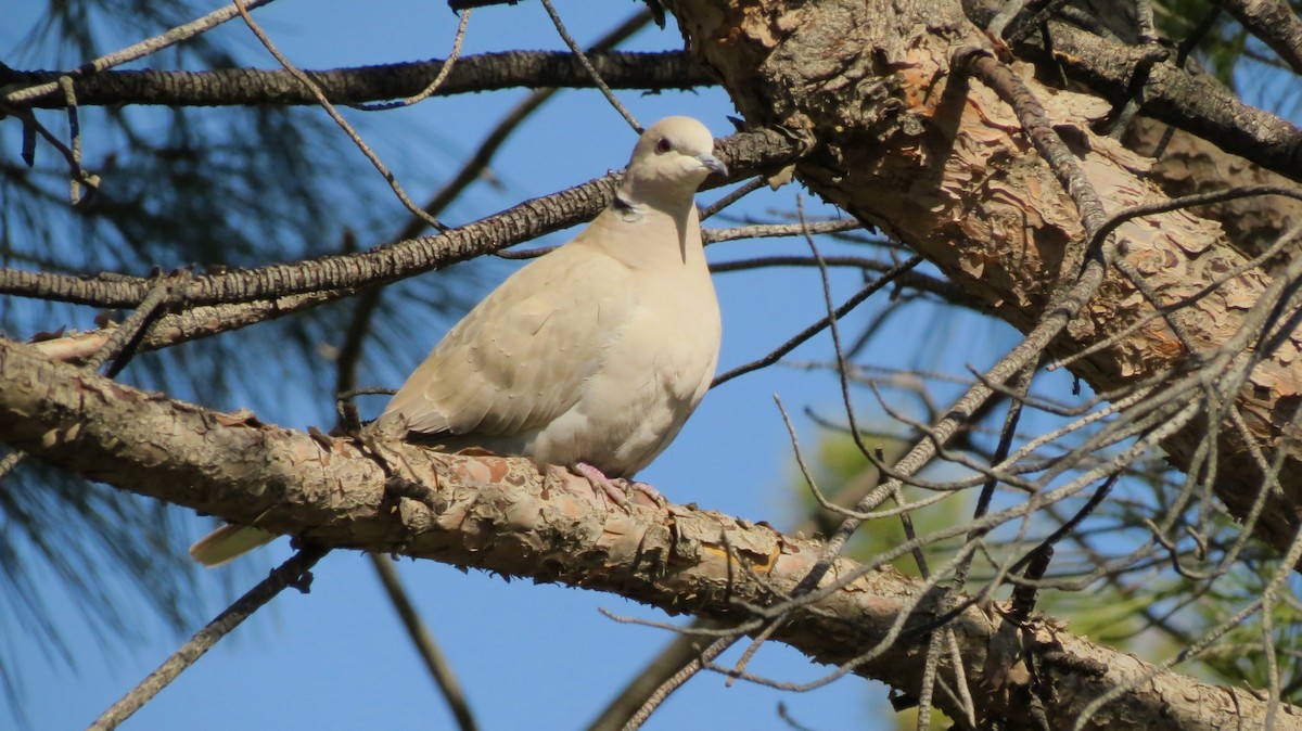 Eurasian Collared-Dove - Petra Clayton