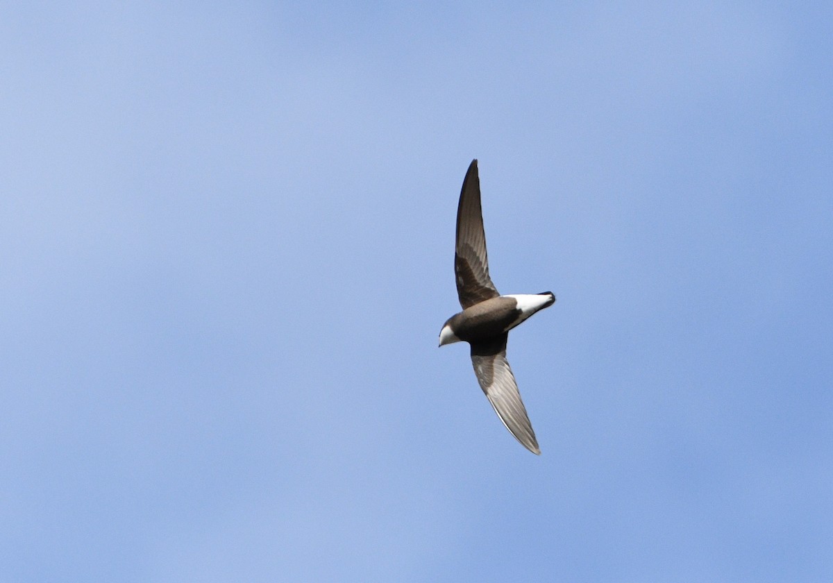 White-throated Needletail - Michael Daley