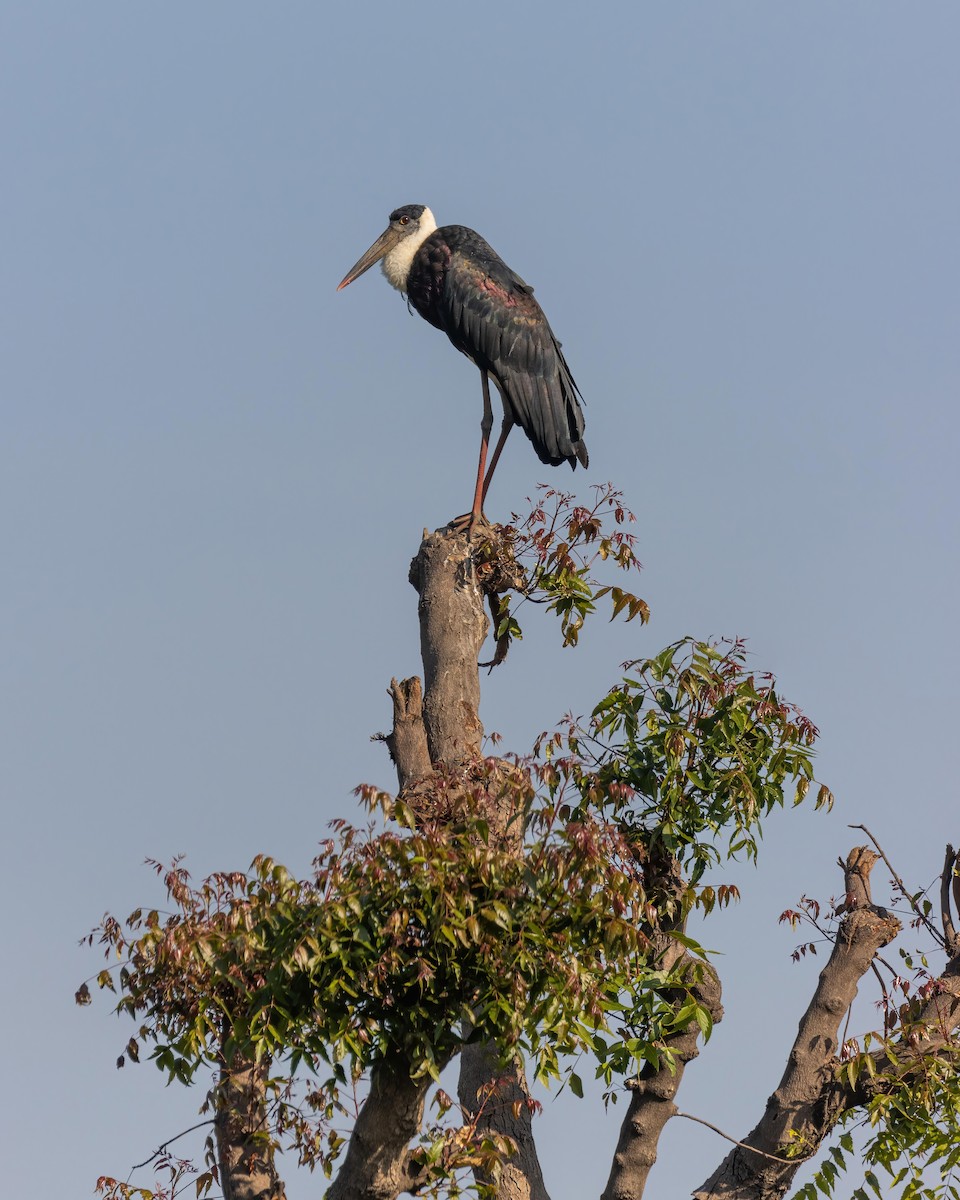 Asian Woolly-necked Stork - Sri Teja