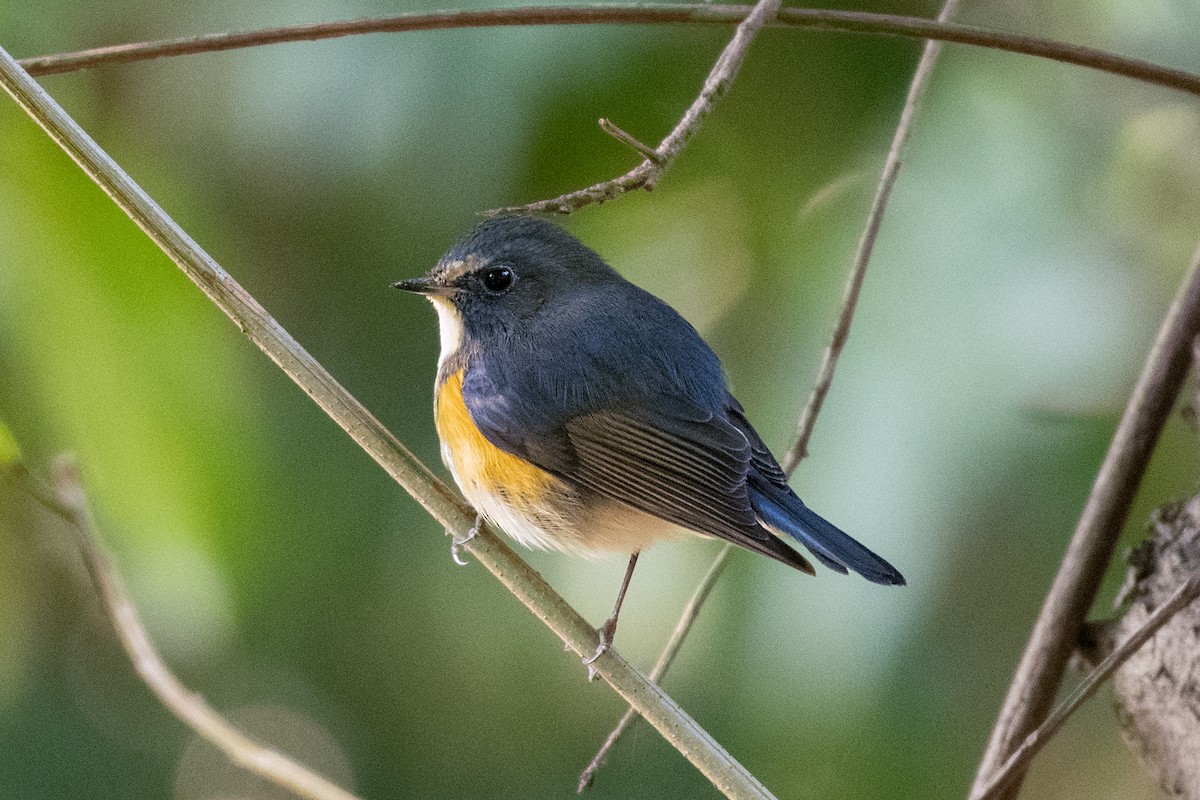 Red-flanked Bluetail - ML536809861