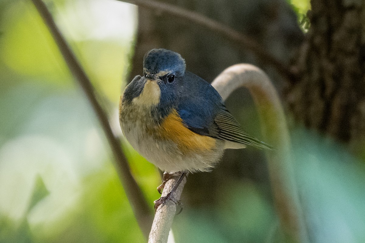 Red-flanked Bluetail - ML536809871