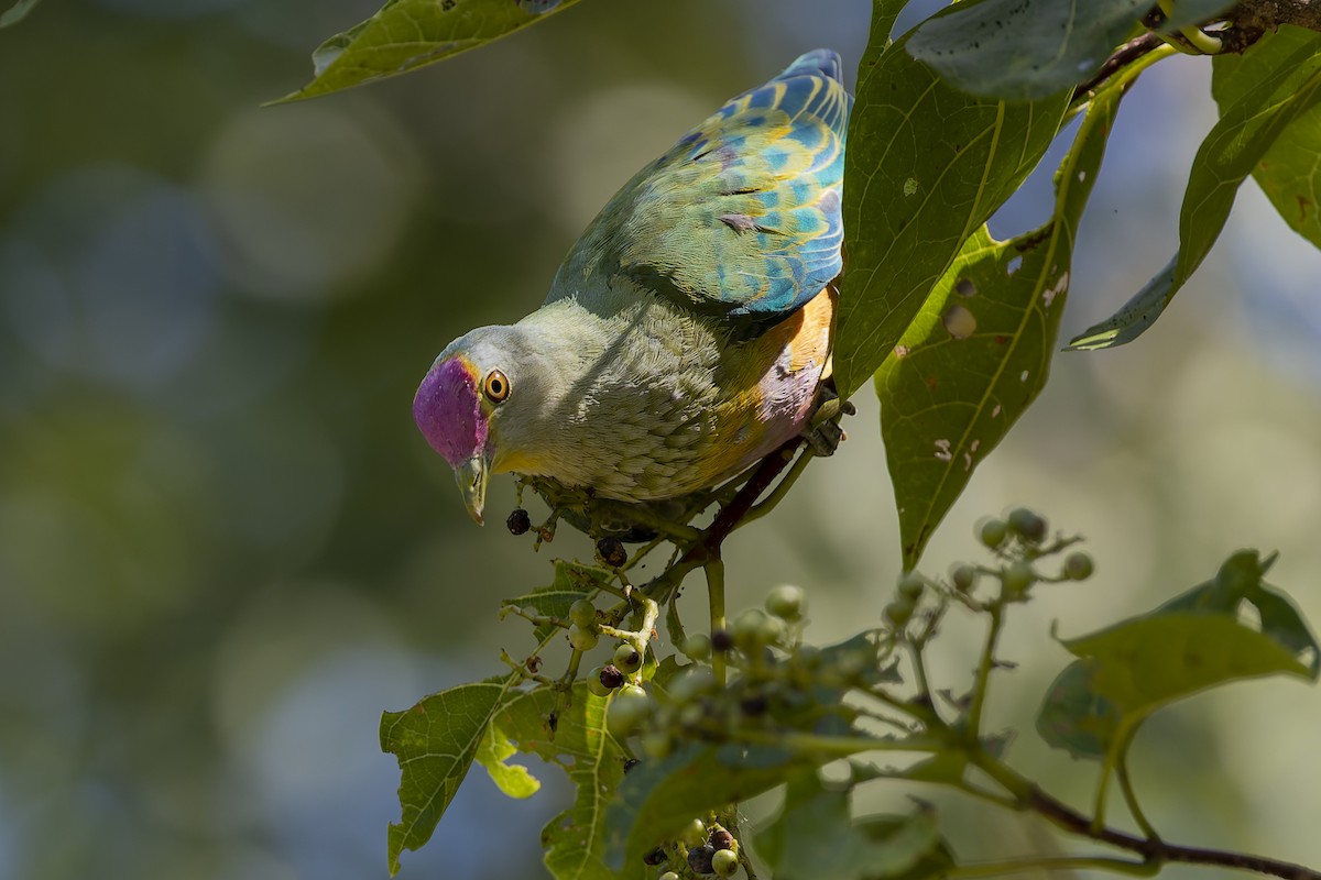 Rose-crowned Fruit-Dove - ML536811091