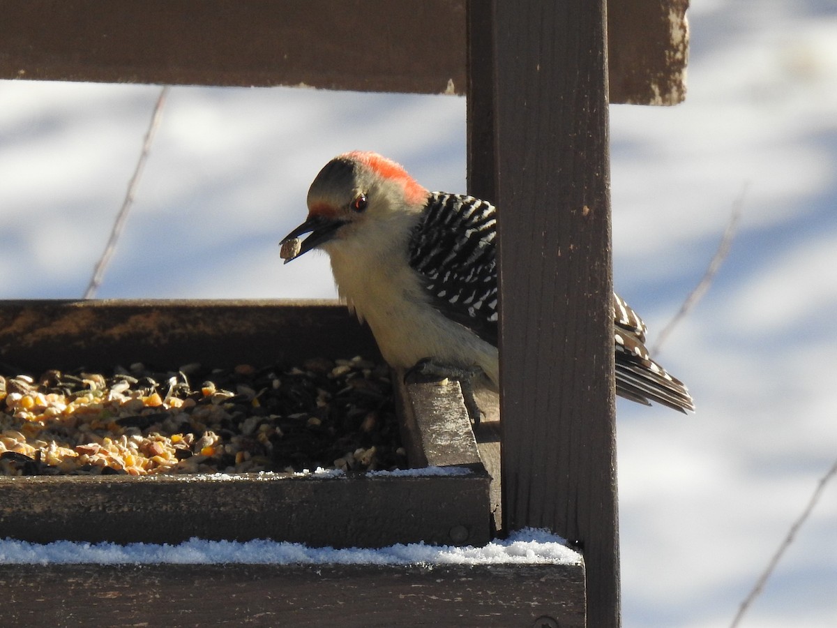 Red-bellied Woodpecker - ML536812891
