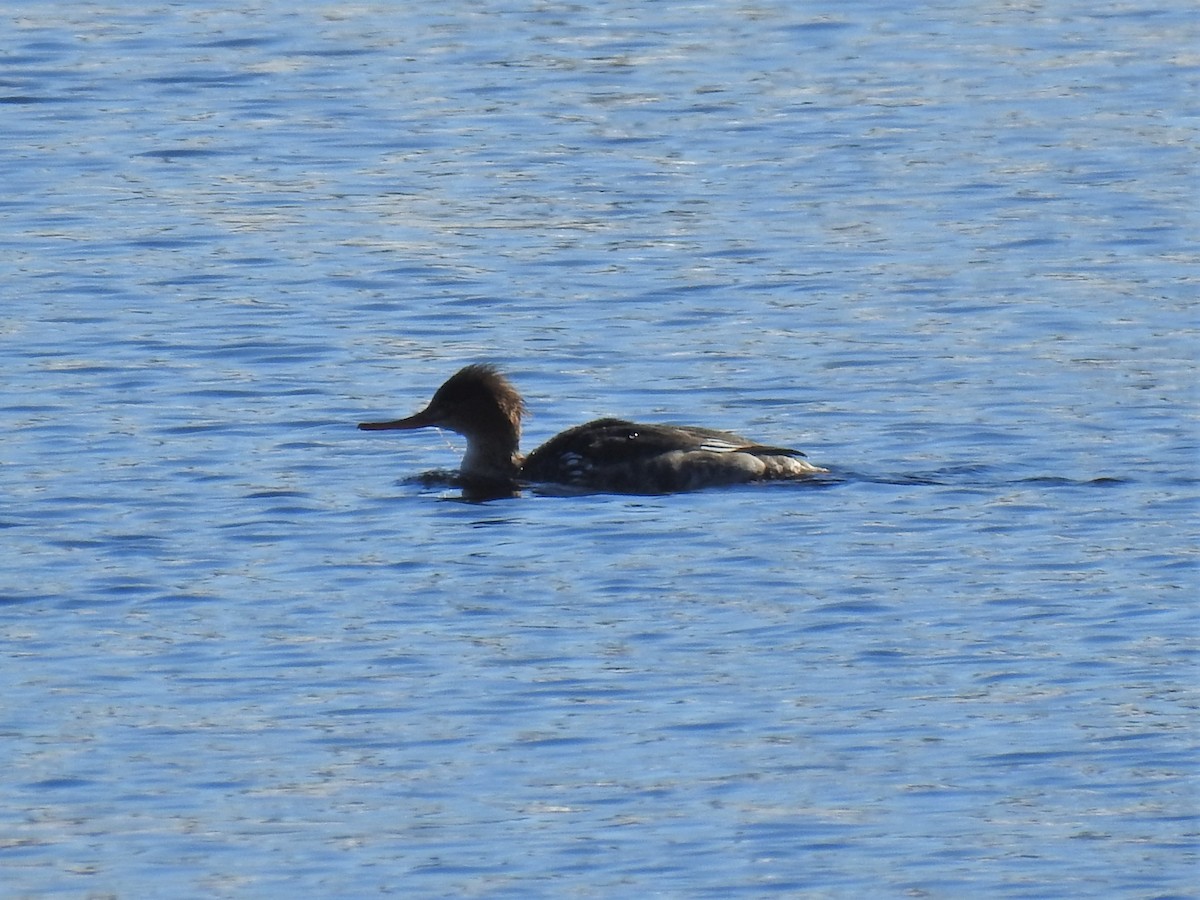 Maine eBird Checklist - 18 Feb 2023 - Bangor Waterfront - 7 species