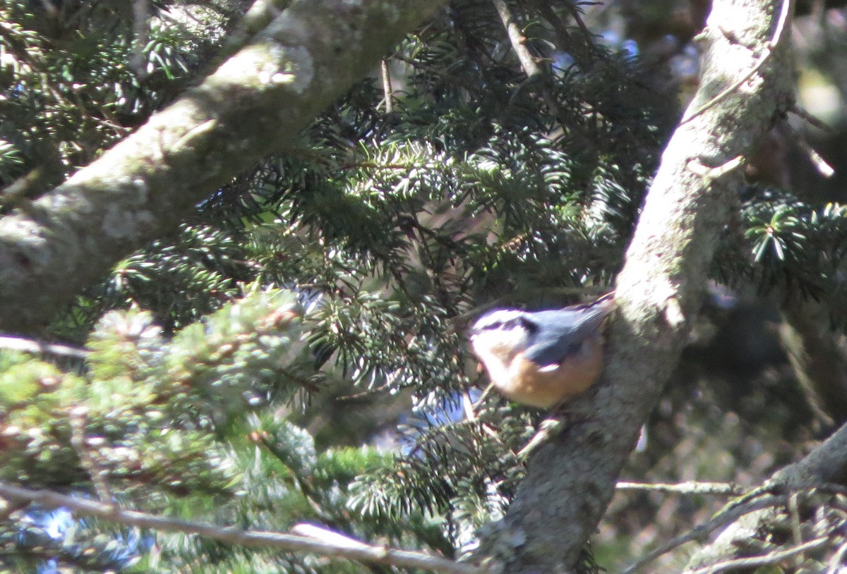 Red-breasted Nuthatch - ML536816391
