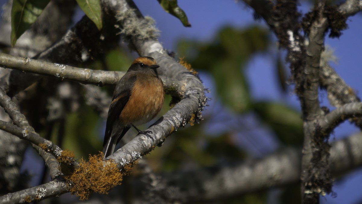 Rufous-browed Chat-Tyrant - ML536818261
