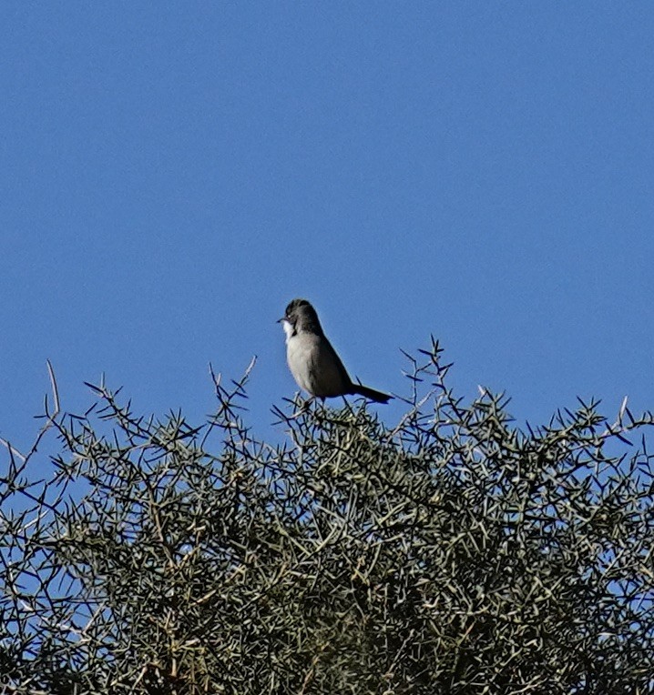 Sardinian Warbler - ML536819351
