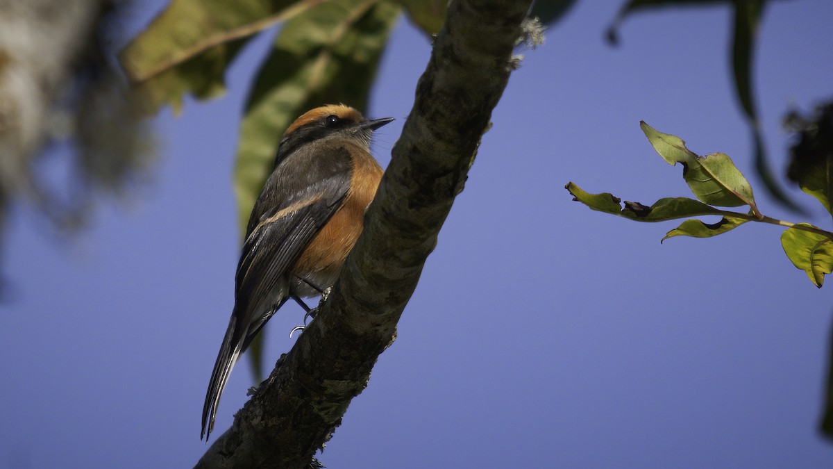 Rufous-browed Chat-Tyrant - ML536819361