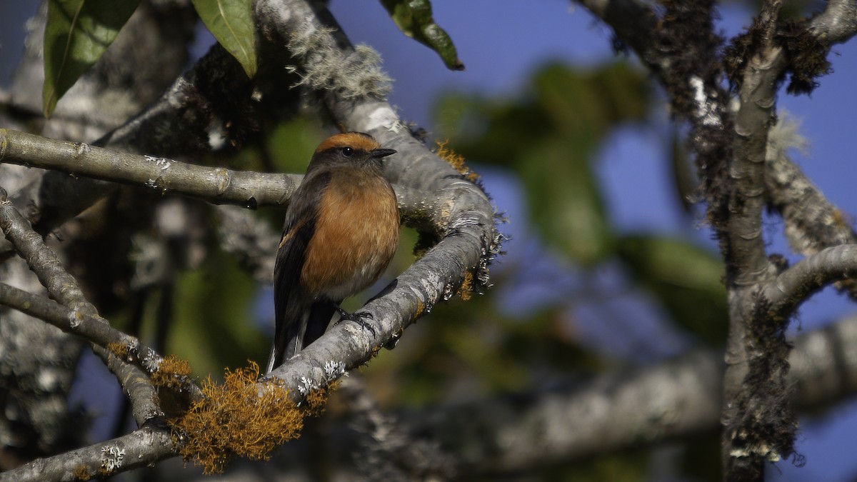 Rufous-browed Chat-Tyrant - ML536821781
