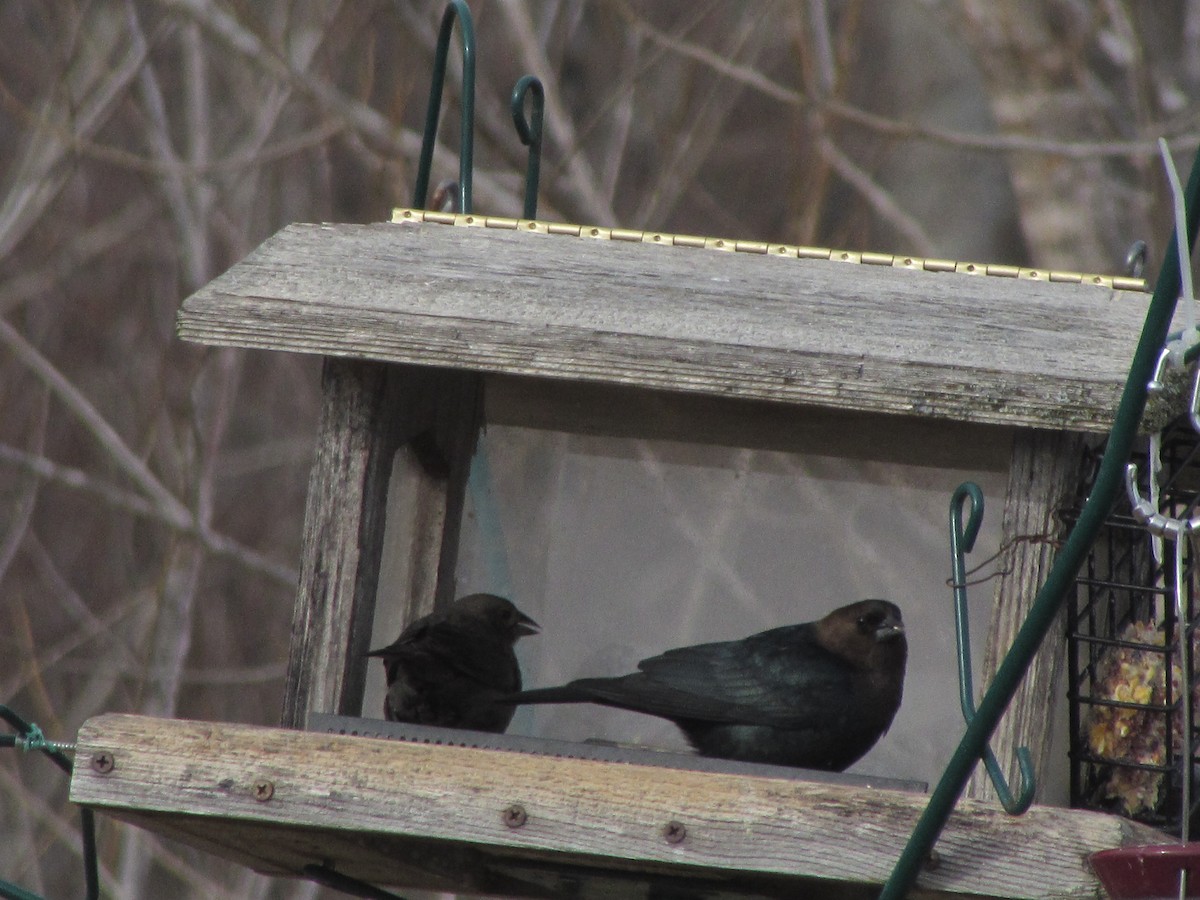 Vermont eBird Checklist 18 Feb 2023 Danby Pond Danby (56 acres