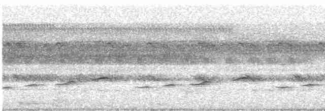 Pfeifnachtschwalbe (Schwarzschulter-Nachtschwalbe) - ML536831191