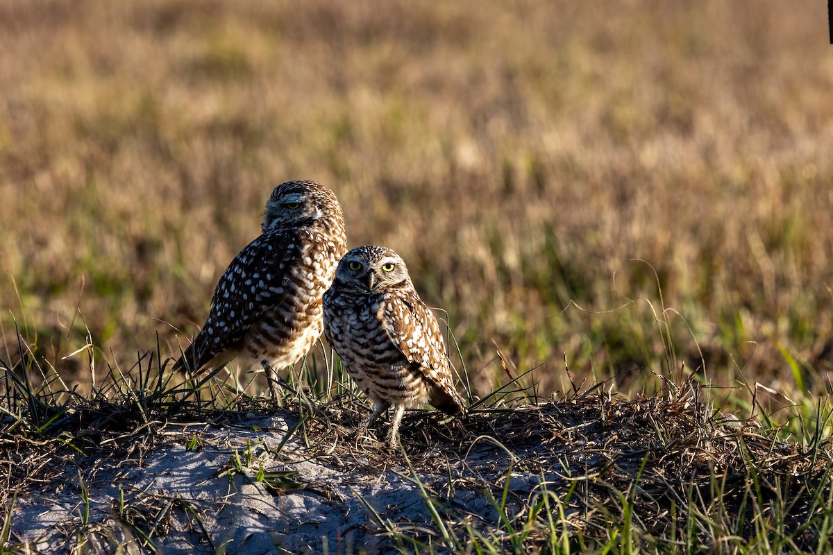 Burrowing Owl - Heather Russell