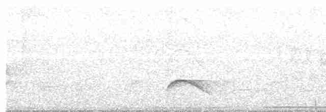 Élénie à cimier blanc (chilensis) - ML536833311