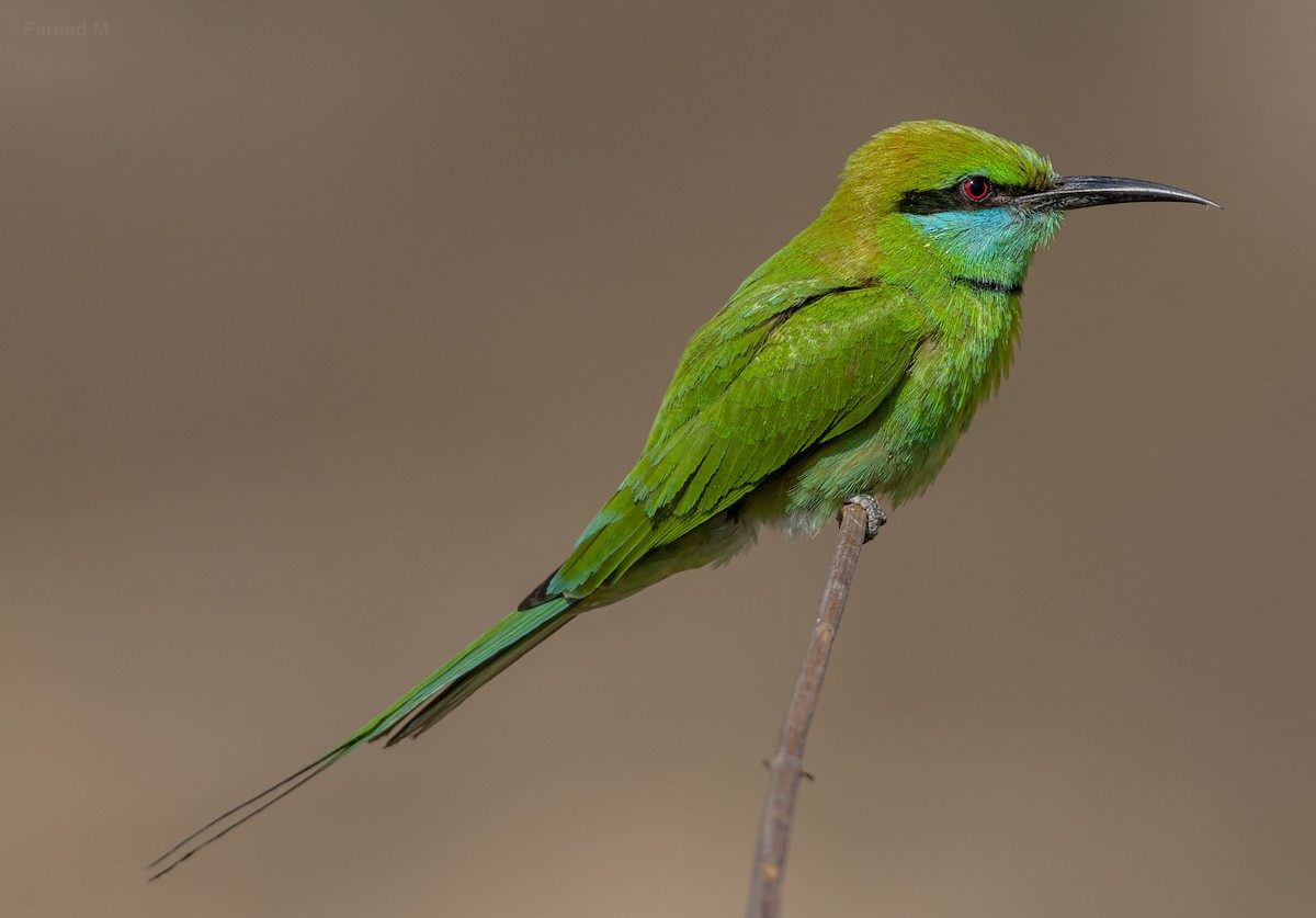 Asian Green Bee-eater - ML536836121