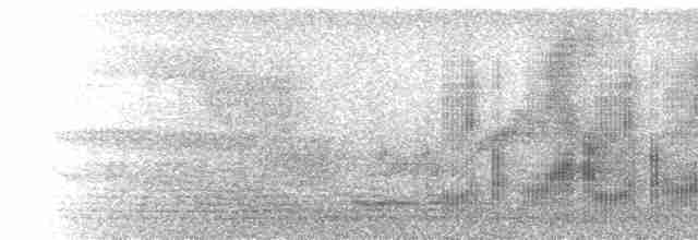  - Black-tailed Tityra (Eastern)