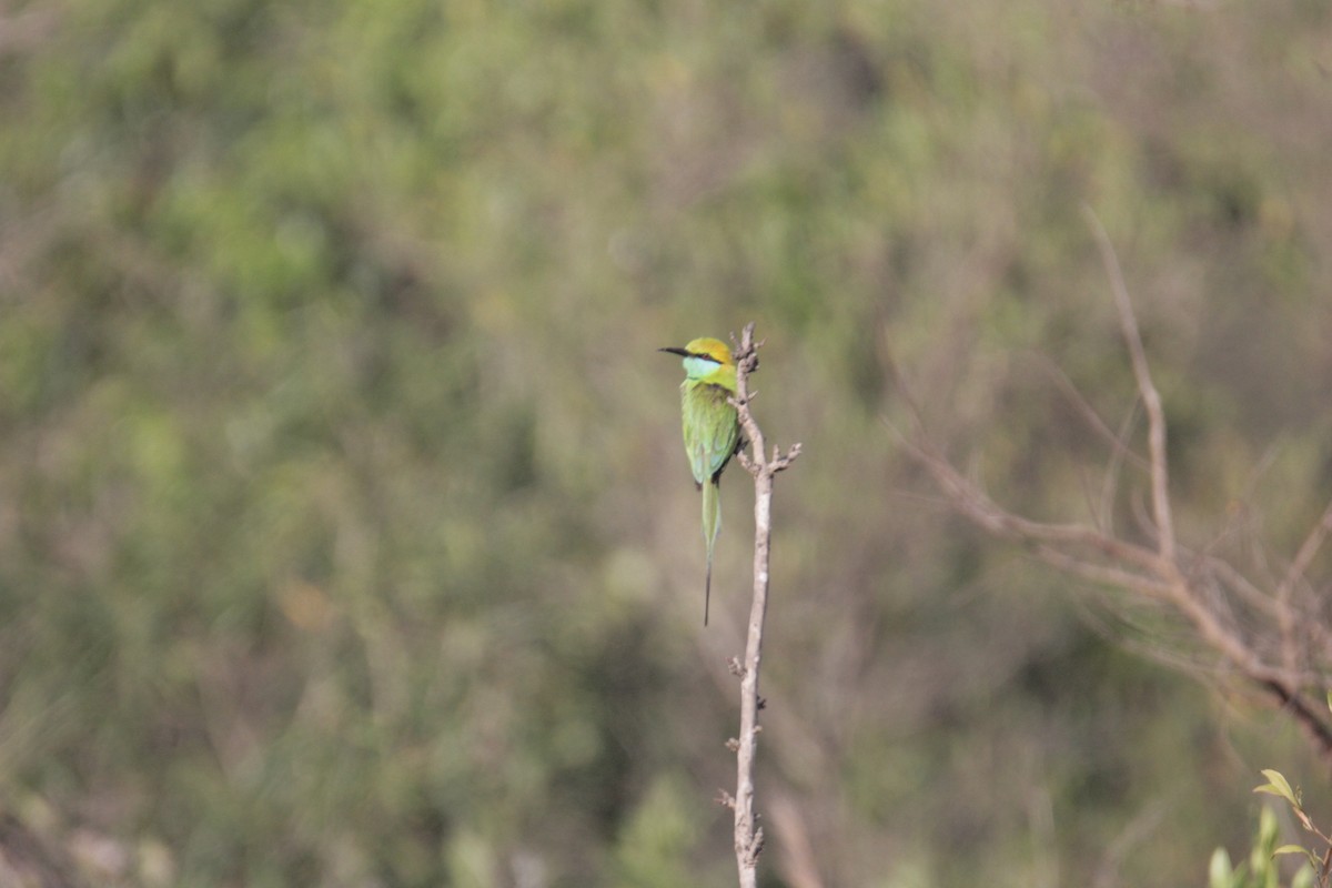 Asian Green Bee-eater - ML536855061