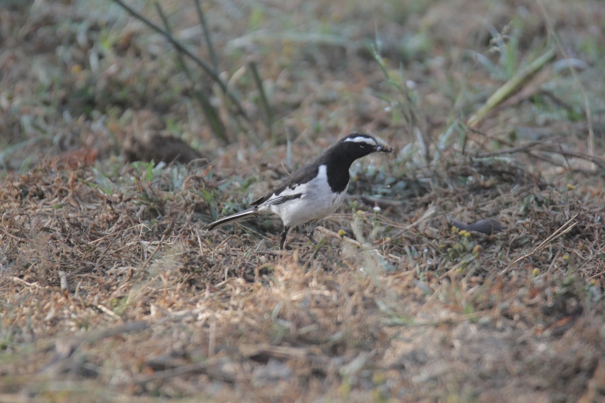 White-browed Wagtail - ML536855161