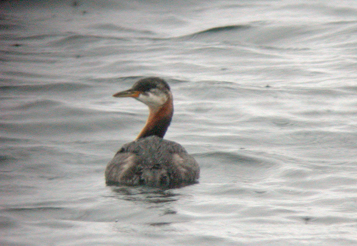 Red-necked Grebe - ML53685701